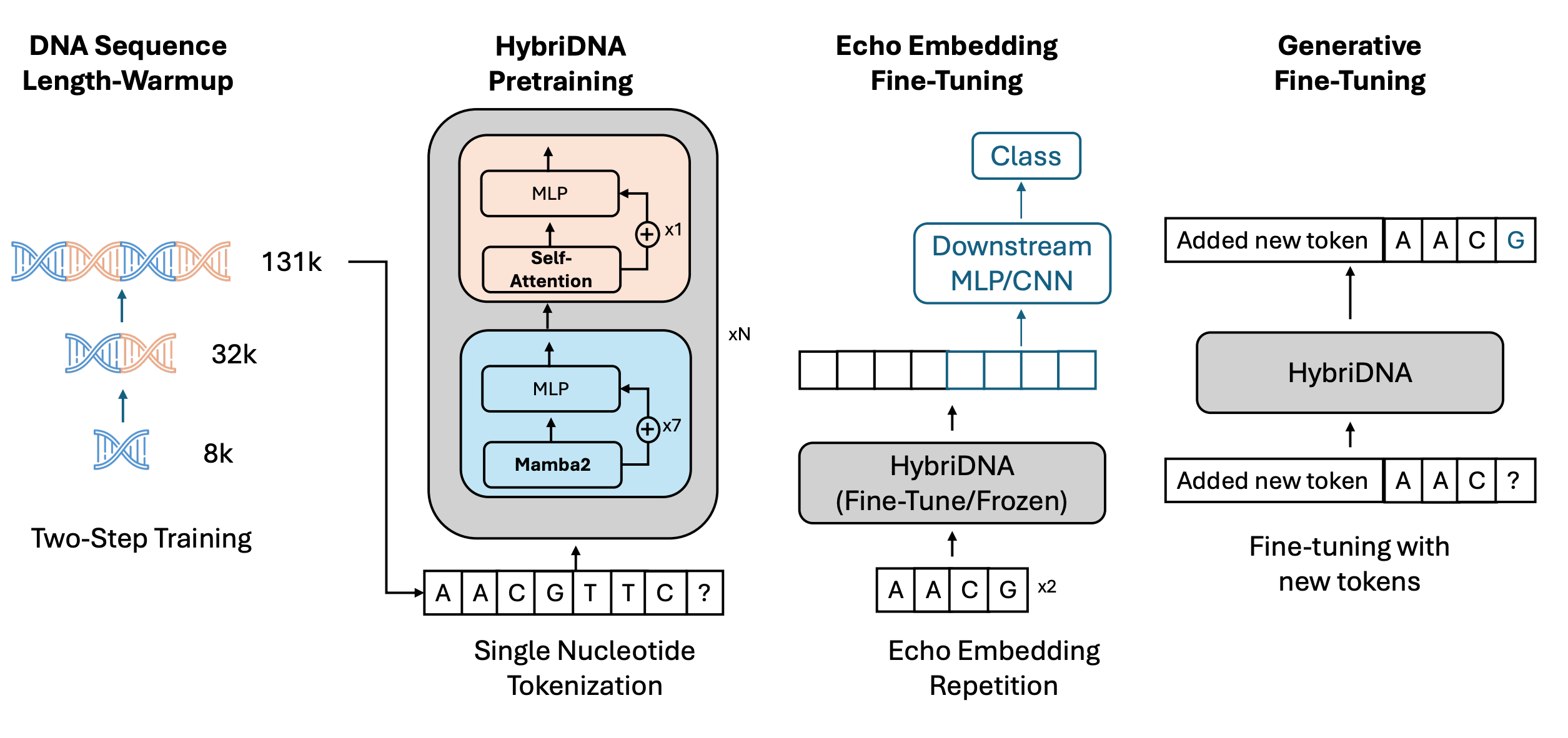 HybriDNA: A Hybrid Transformer-Mamba2 Long-Range DNA Language Model figure